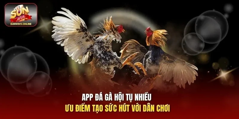 App Đá Gà Sunwin - Hướng Dẫn Tải Và Trải Nghiệm Cá Cược 10 Sunwin App đá gà hội tụ nhiều ưu điểm tạo sức hút với dân chơi